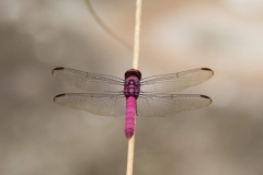 Dragonfly-MClark