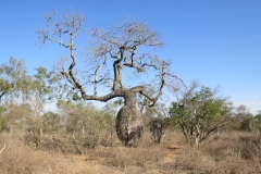 Toborochi-especie-caracteristica