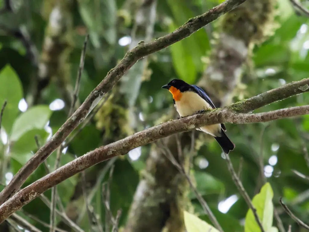 37204052176_09df5a3a58_h » Nature and Culture International Orange-throated tanager by Nick Athanas