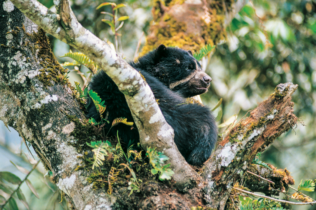 Spectacled bear spotted in Boshumi » Nature and Culture International