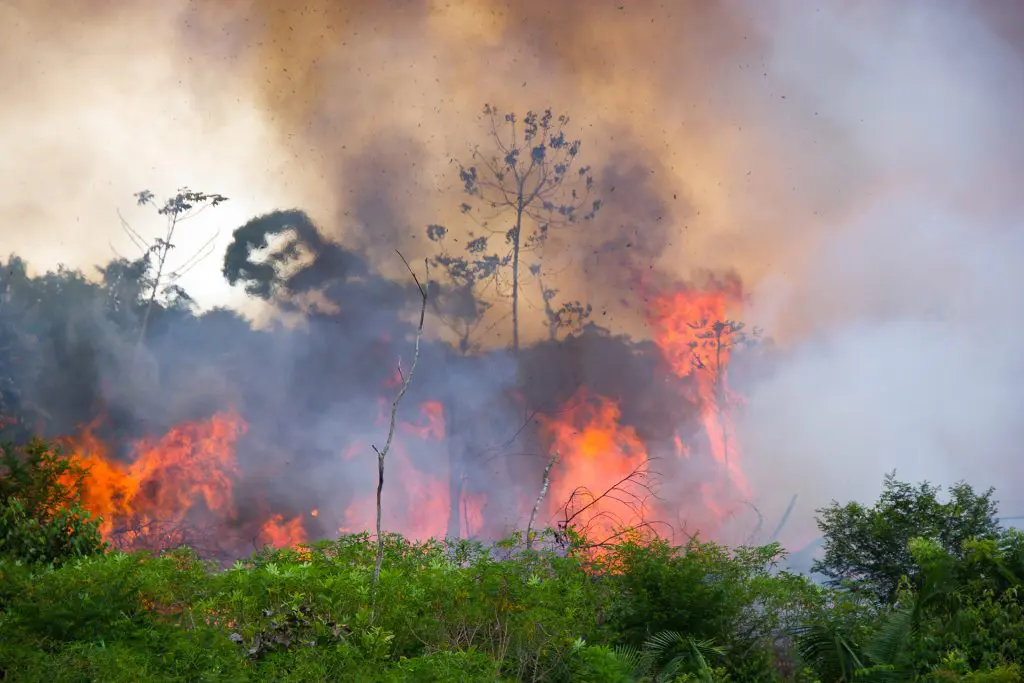 AmazonBurning5 » Nature and Culture International