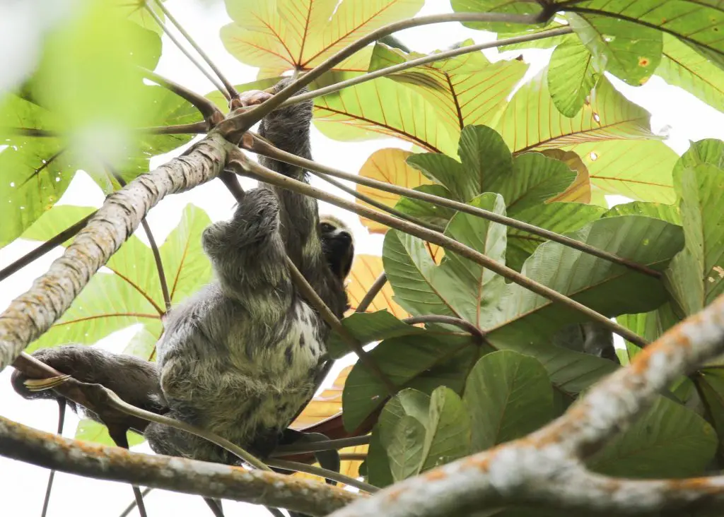 Sloths Mammals Coolest Planet