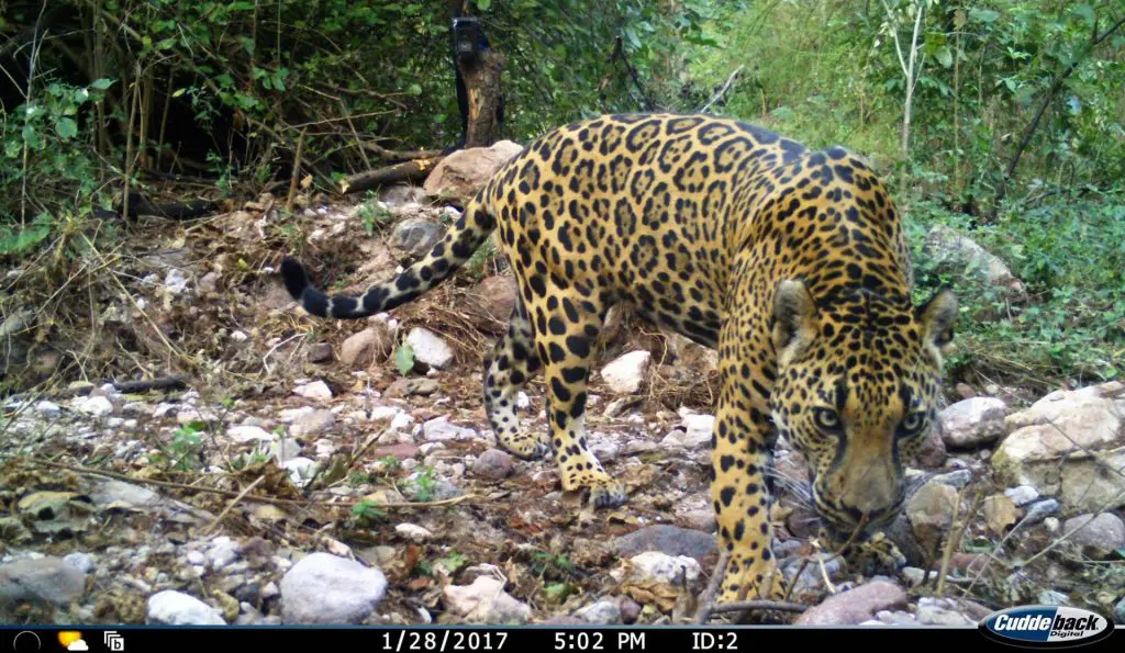 Field camera photo of jaguar on ReMM » Nature and Culture International