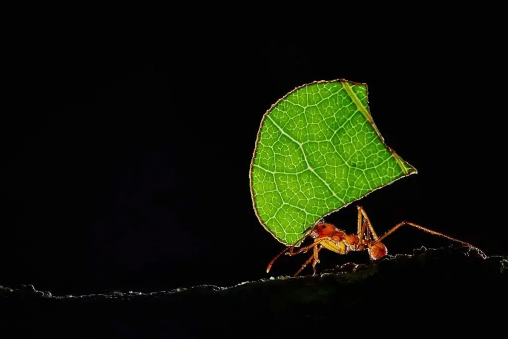 Leafcutter ant » Nature and Culture International