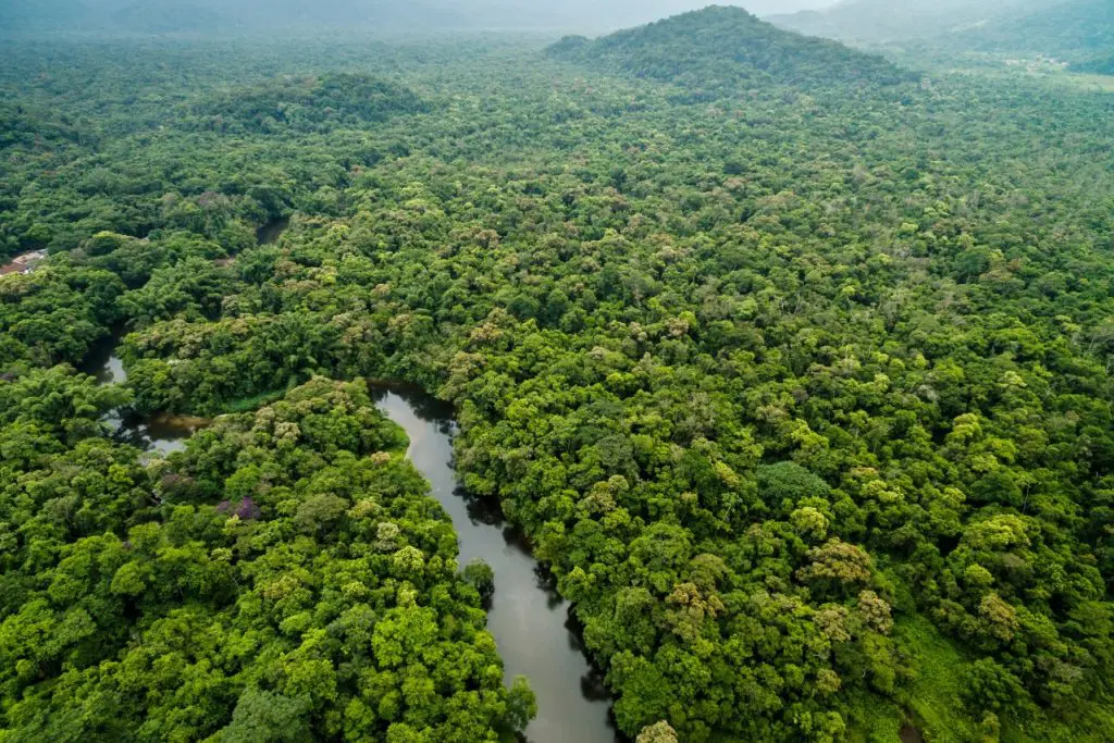 Lush Forest » Nature and Culture International