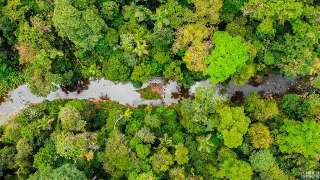Huamboya Forest » Nature and Culture International Lush Huamboya Forest in Ecuador.