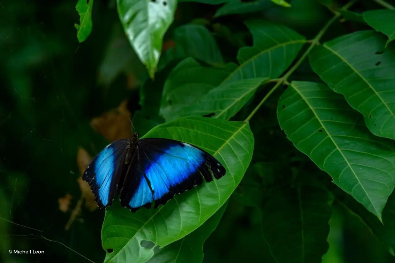 Blue morpho butterfly