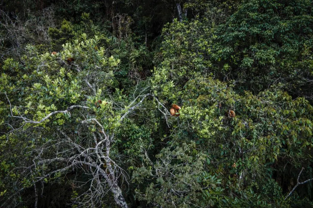 Jaen y Tabaconas_Monkeys » Nature and Culture International Monkeys in Jaen y Tabaconas