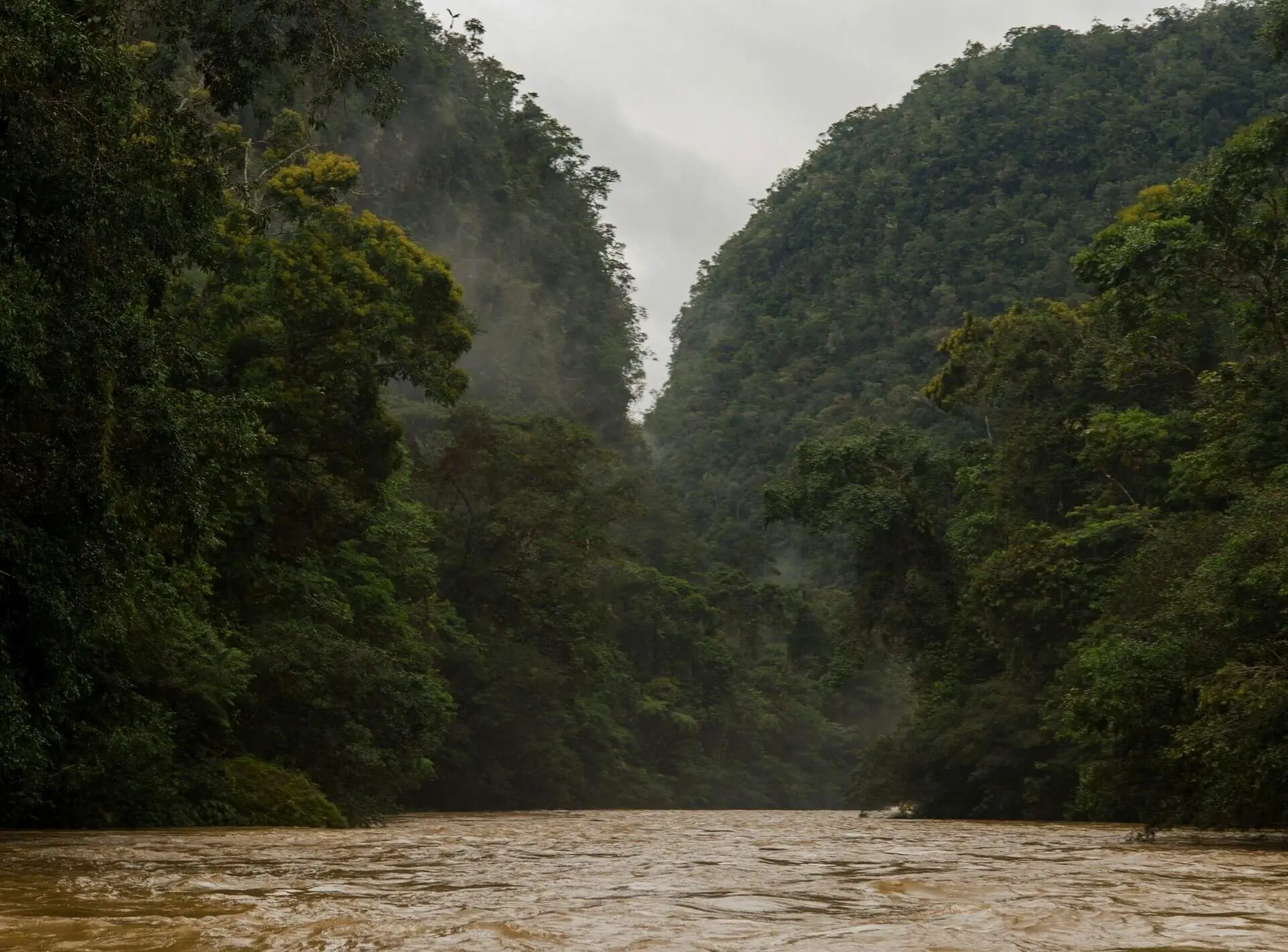 Pastaza rainforest, one of the three provinces protected with this proposal.