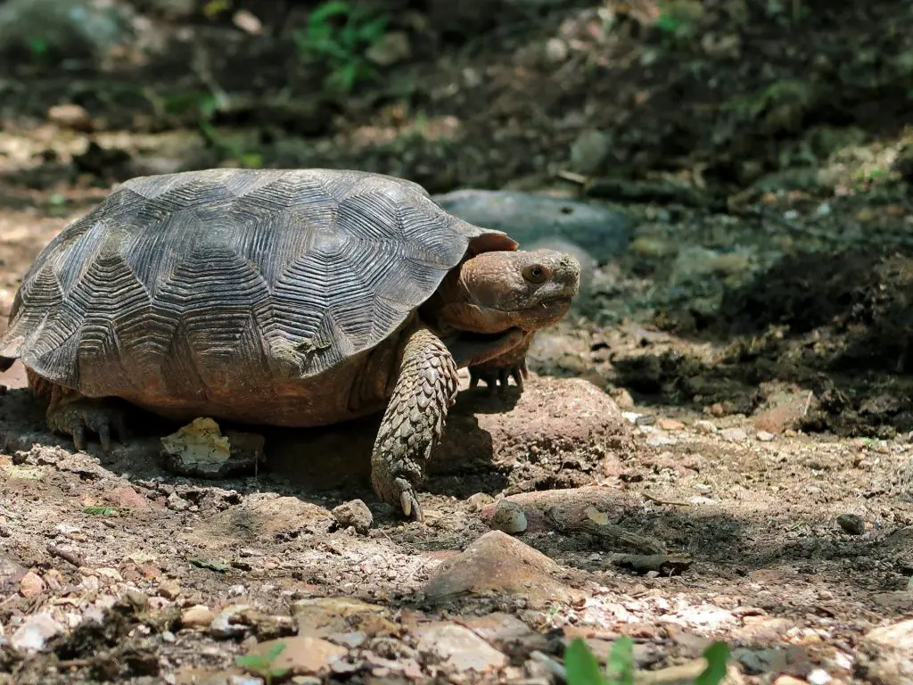 Goode's Thornscrub Tortoise » Nature and Culture International Goode's Thornscrub Tortoise