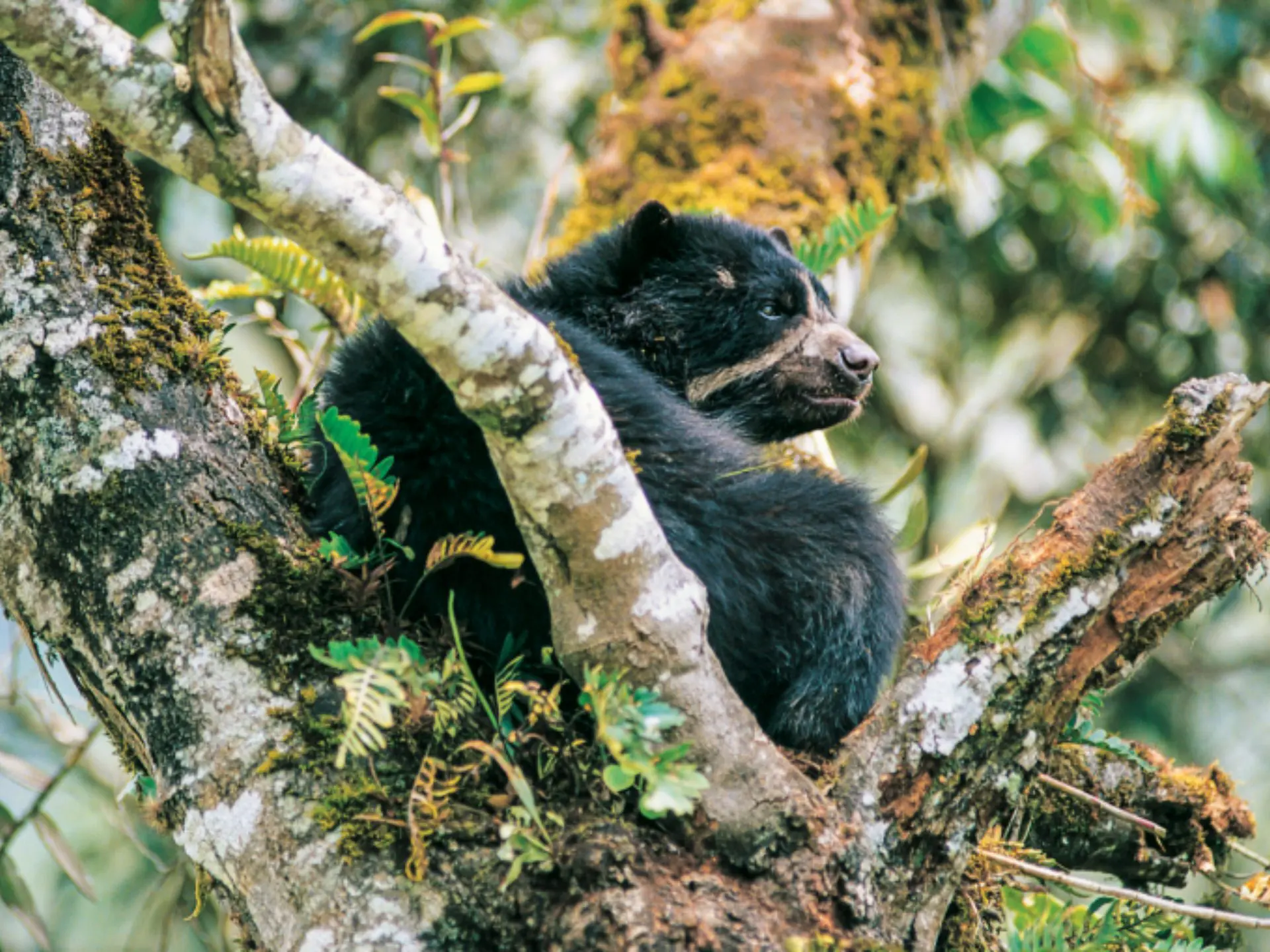 Spectacled Bear