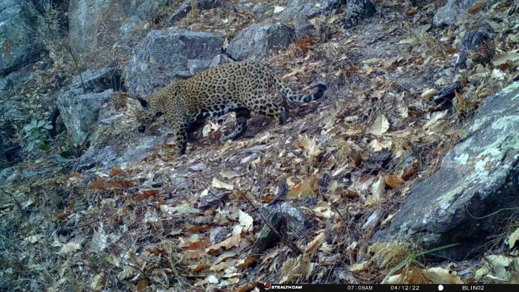 jaguar » Naturaleza y Cultura Internacional