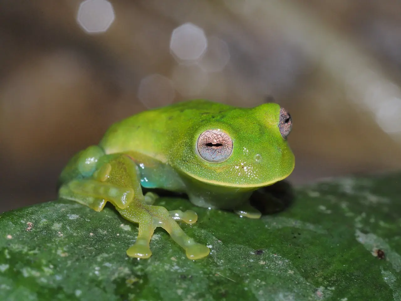 A taxonomic review of C. buckleyi and description of two new species