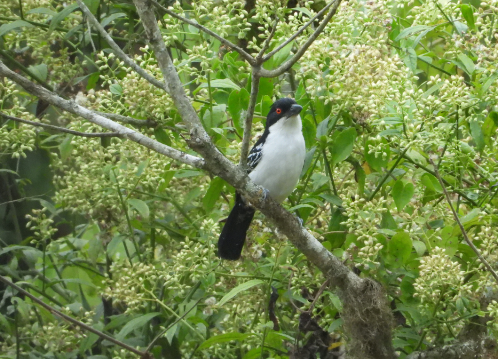 Batará Mayor » Nature and Culture International Bird