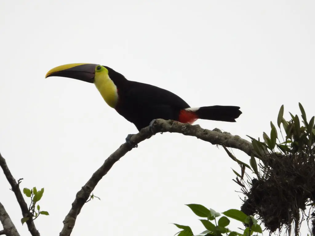 tempImagehuxGcc » Nature and Culture International