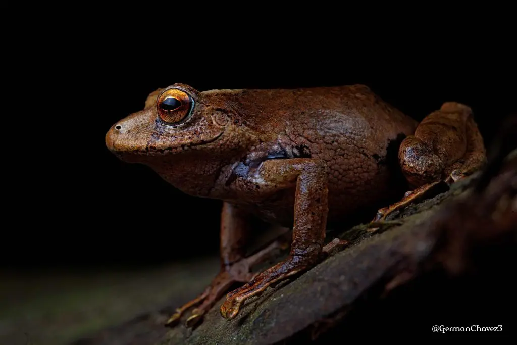 Frog Species