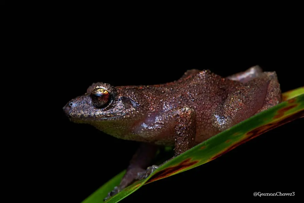 Frog Species