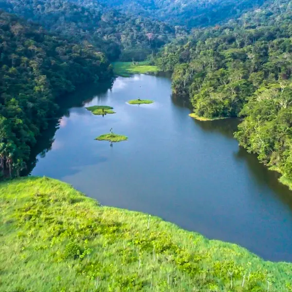 Foto del Pitiu, fondo amazónico de la naturaleza