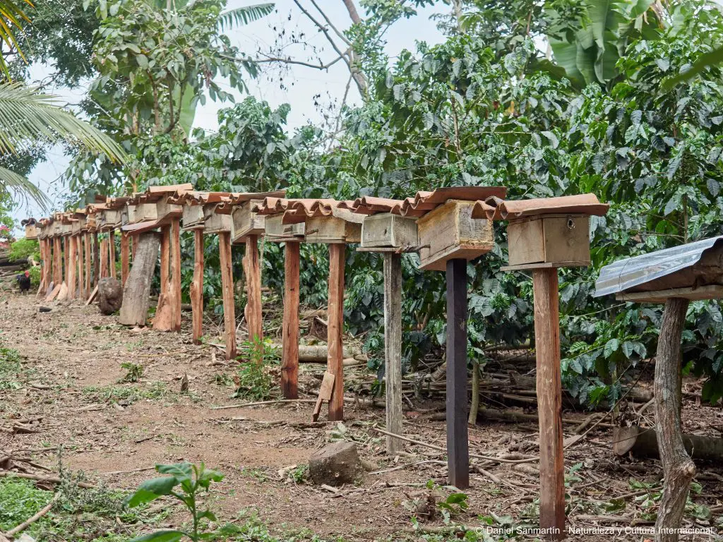 326 hogares involucrados en la producción de miel de abejas sin aguijón