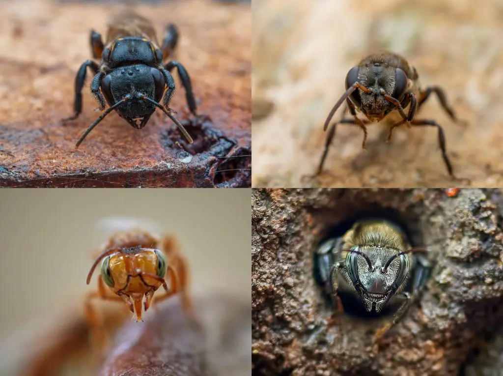 Close-up collage of two insects: left shows a dark wasp-like insect with long antennae on rusty metal; right shows a hairy bee/wasp facing the camera on a rock surface.