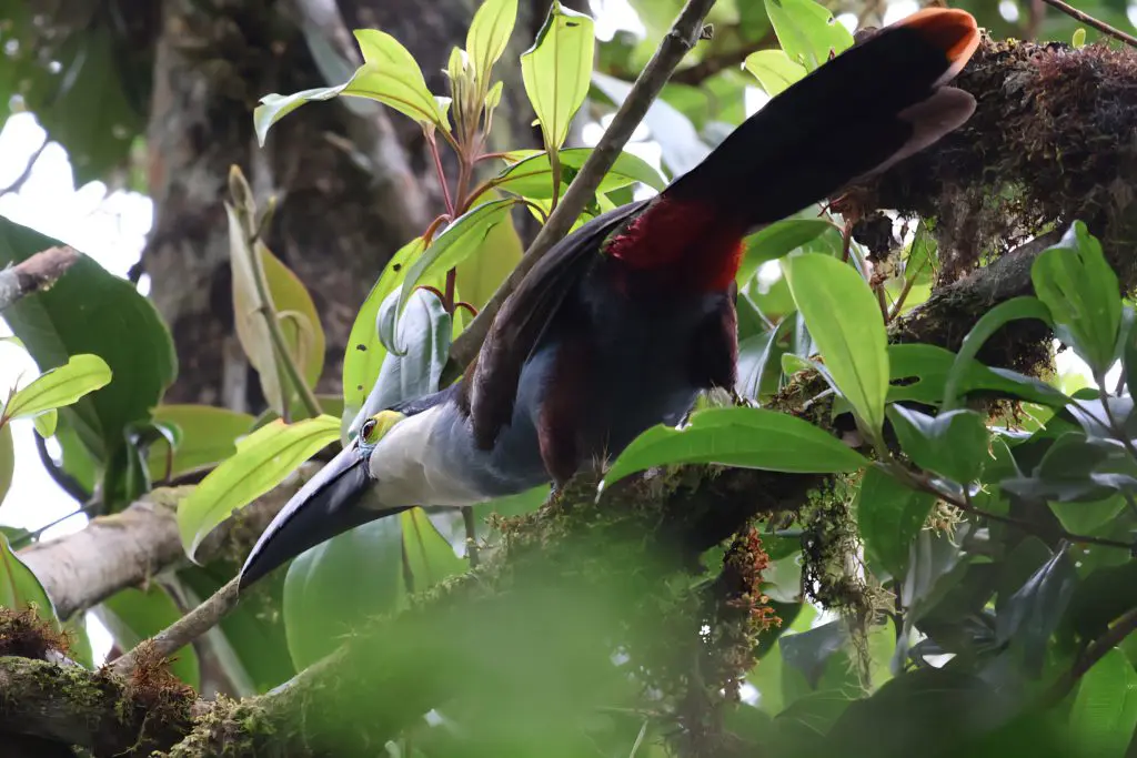 Toucan in tree