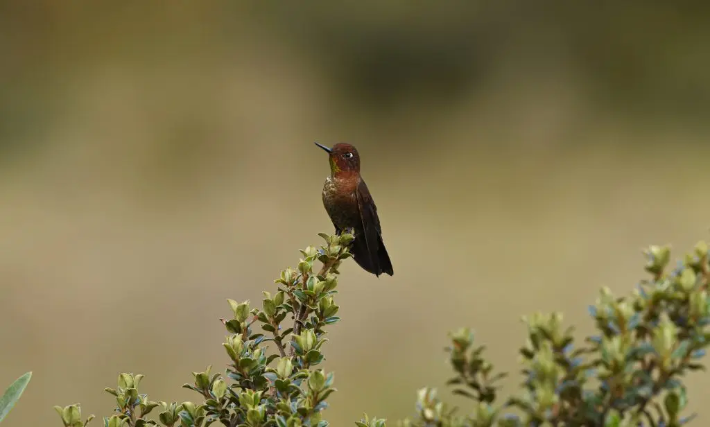 Colibrí Cobrizo Metallura theresiae © Wilmer Ortiz Herrera - Naturaleza y Cultura Internacional » Naturaleza y Cultura Internacional