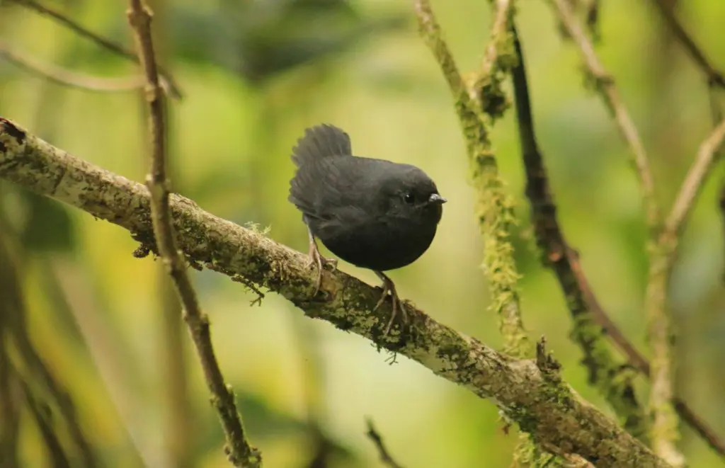 Tapaculo de Tschudi Scytalopus acutirostris © Wilmer Ortiz Herrera - Naturaleza y Cultura Internacional » Naturaleza y Cultura Internacional