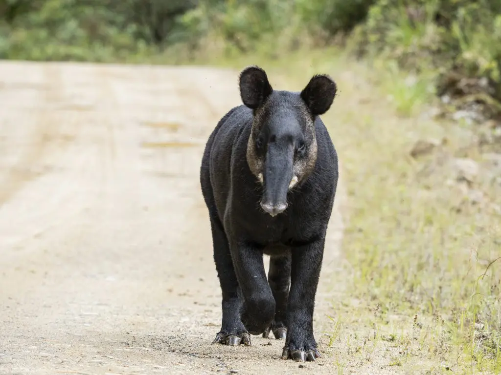 Tapir de montaña » Naturaleza y Cultura Internacional Tapir de montaña