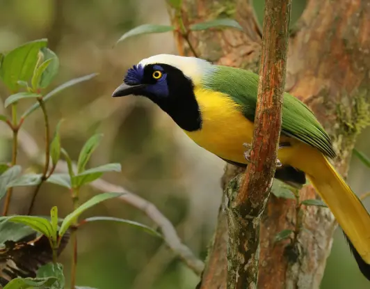 A green jay perched on a branch in the Amazon rainforest
