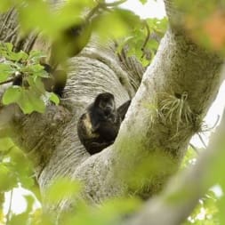Conserving Tropical Dry Forests