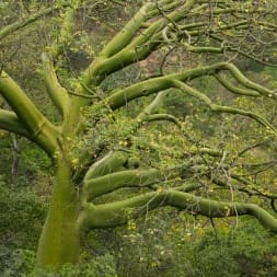 Tropical and Subtropical Dry Broadleaf Forests