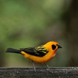 Tanager