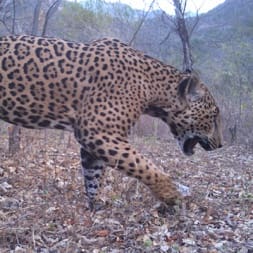 Jaguar