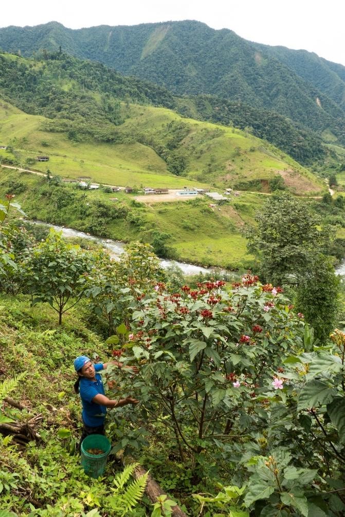 A Santa Cecilia resident harvesting achiote. Note the town in the background. Most of the deforestation in the picture is cattle pasture. (Photo Credit: Matt Clark)