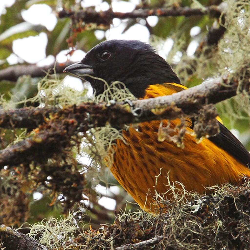 Golden-backed Mountain Tanager