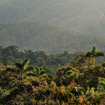 The cloud forests of the new Cacica Noría Regional Protected Area in all its glory! Photo: Adolfo Correa-CorAntioquia 