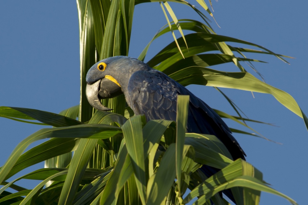 This month we're in awe of the Hyacinth Macaw