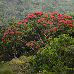 Amazon Rainforests