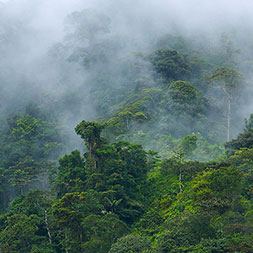 Andean Cloud Forests