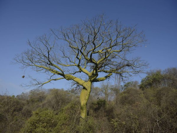 ABOVE: Ceiba tree in Laipuna Reserve.