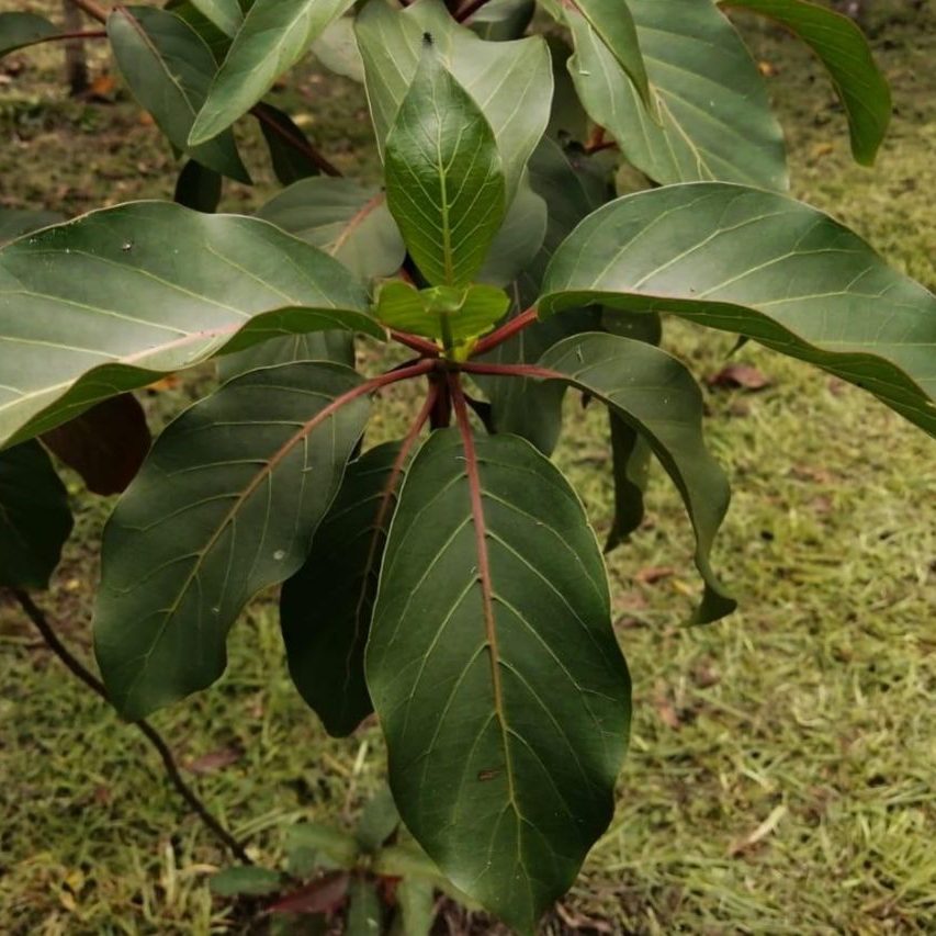 Cinchona leaves