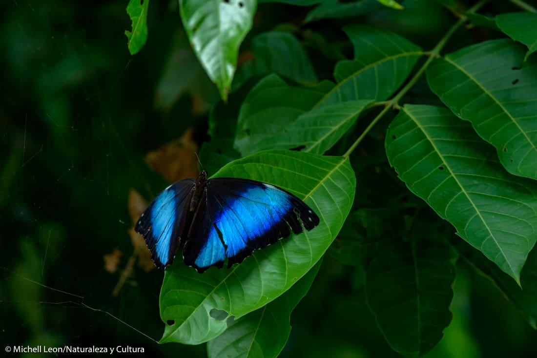 Have you ever seen a blue morpho butterfly? » Nature and Culture  International, image size:1100x734
