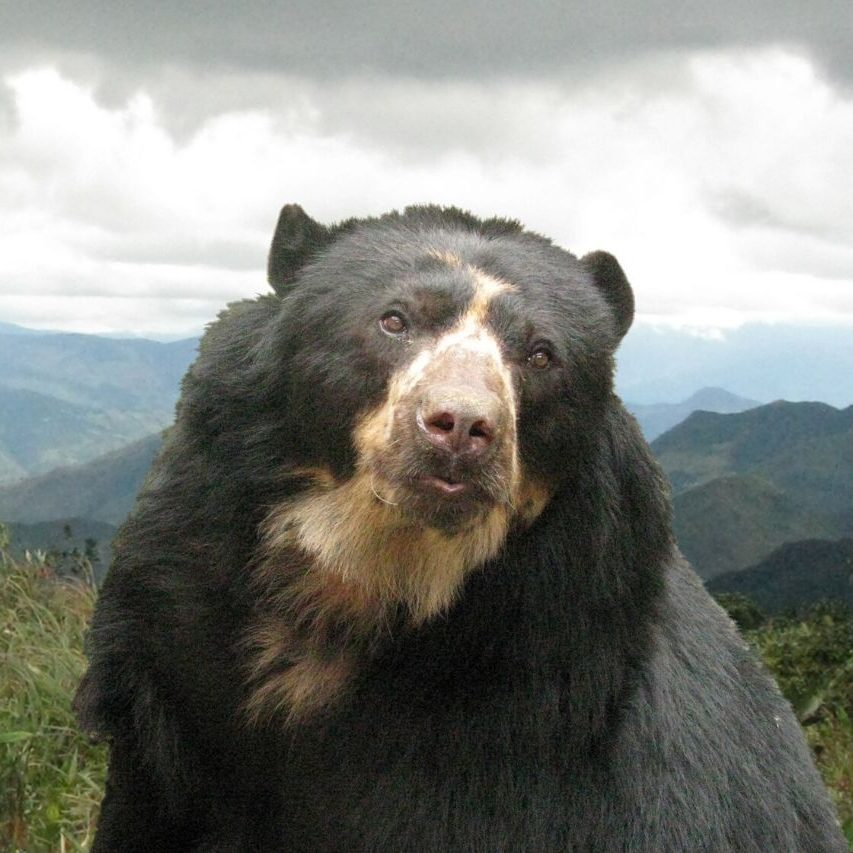 The threatened spectacled bear needs connected habitat to survive.