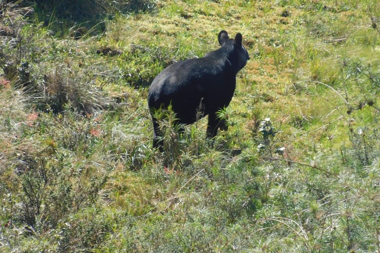 Tapir3