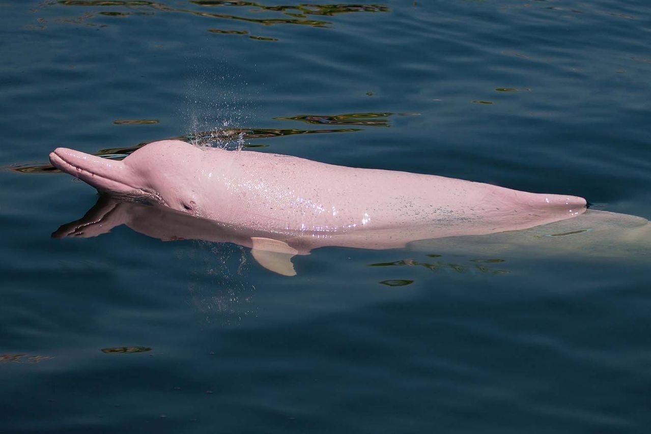 Delfín rosado de río