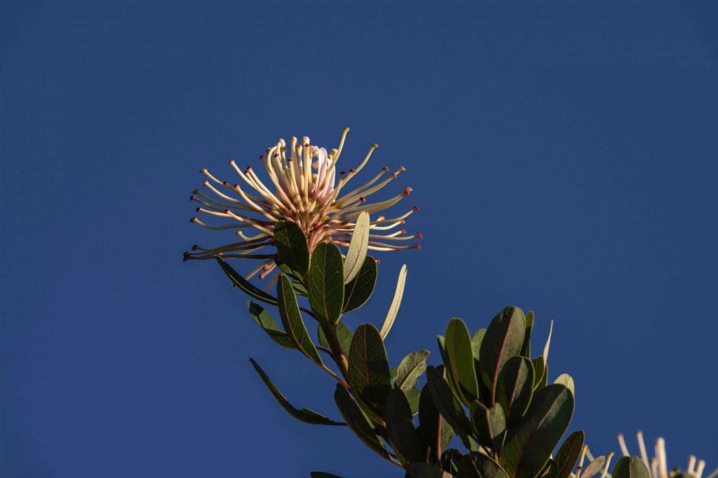 Plant in Jaen y Tabaconas