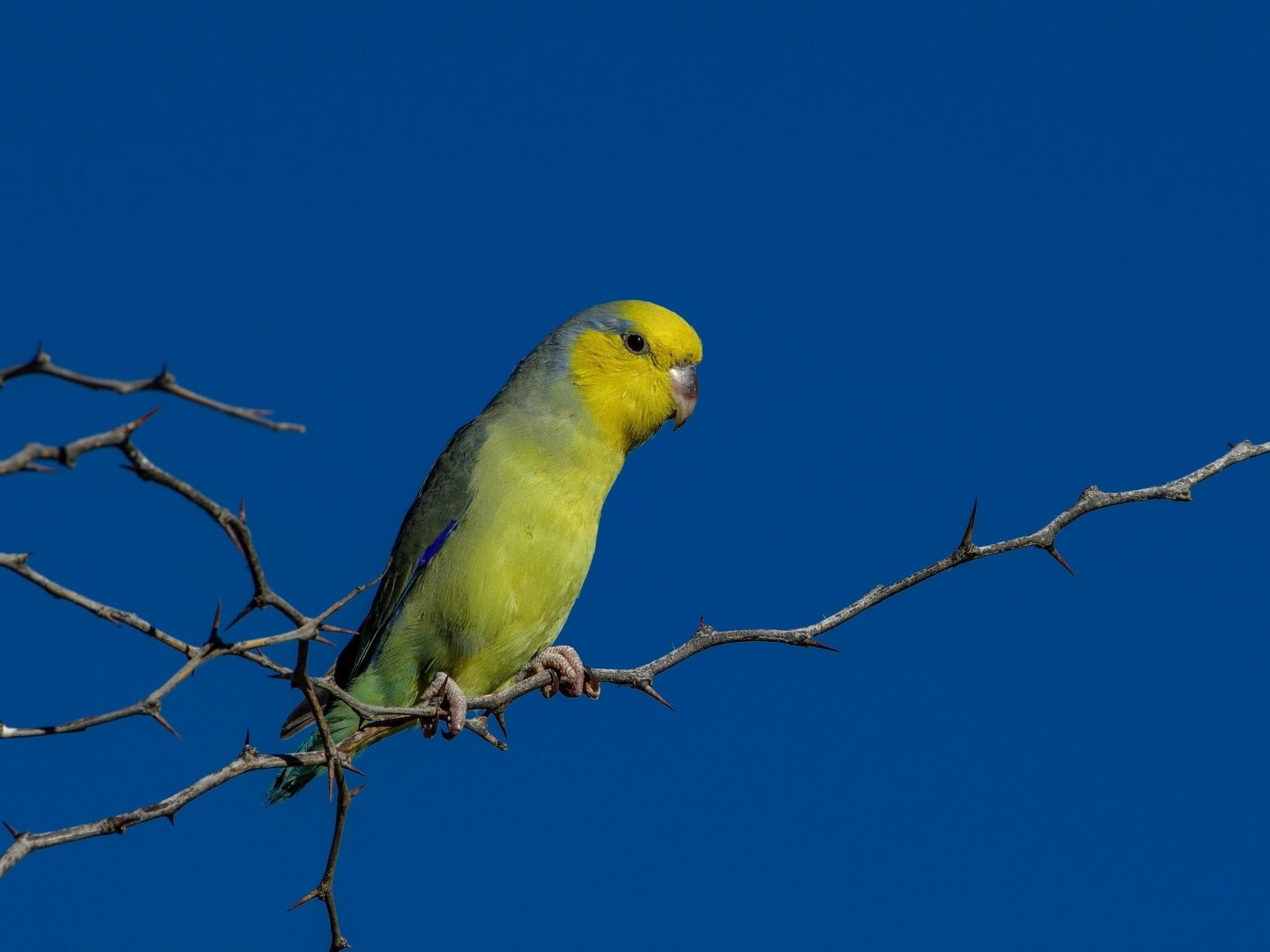 Yellow-faced parrotlet