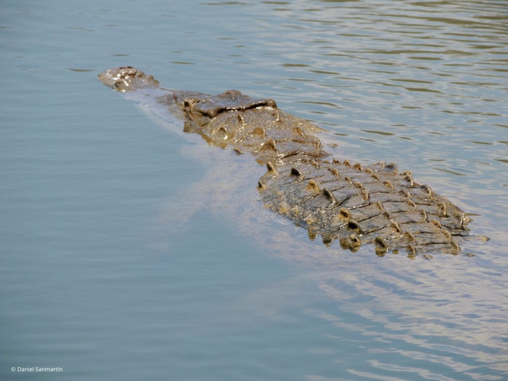 Crocodile in Loja