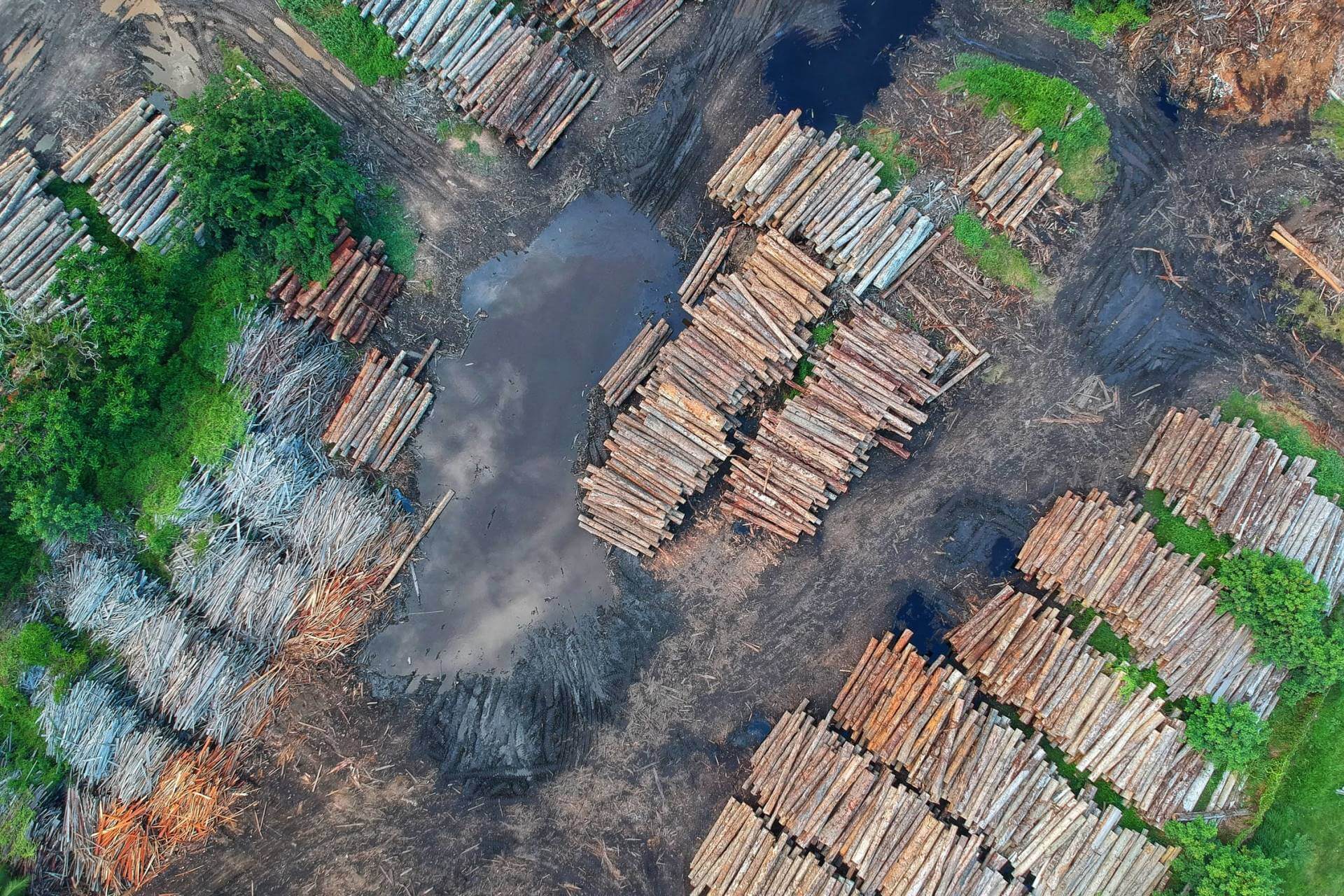Amazon Forest Logging