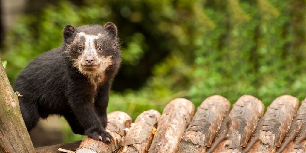 Baby Spectacled bear